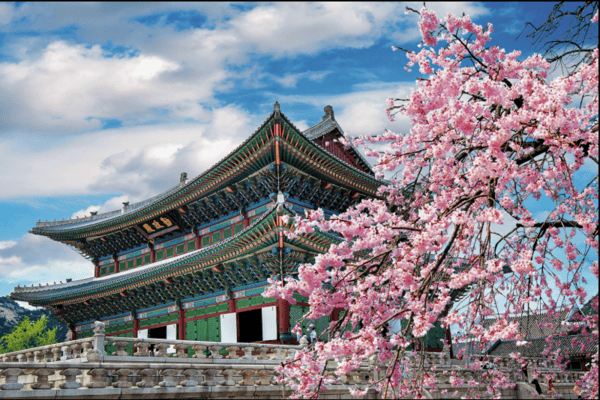 1. Gyeongbokgung Palace – Cung điện hoa anh đào nổi tiếng Seoul
